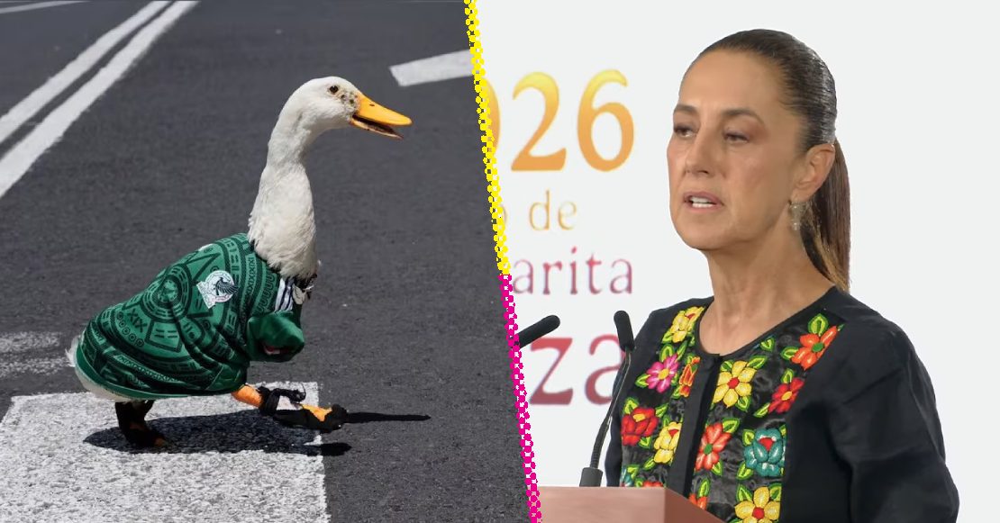 Sheinbaum invitará al pato Merlín a la mañanera… antes que a maestros y familias buscadoras