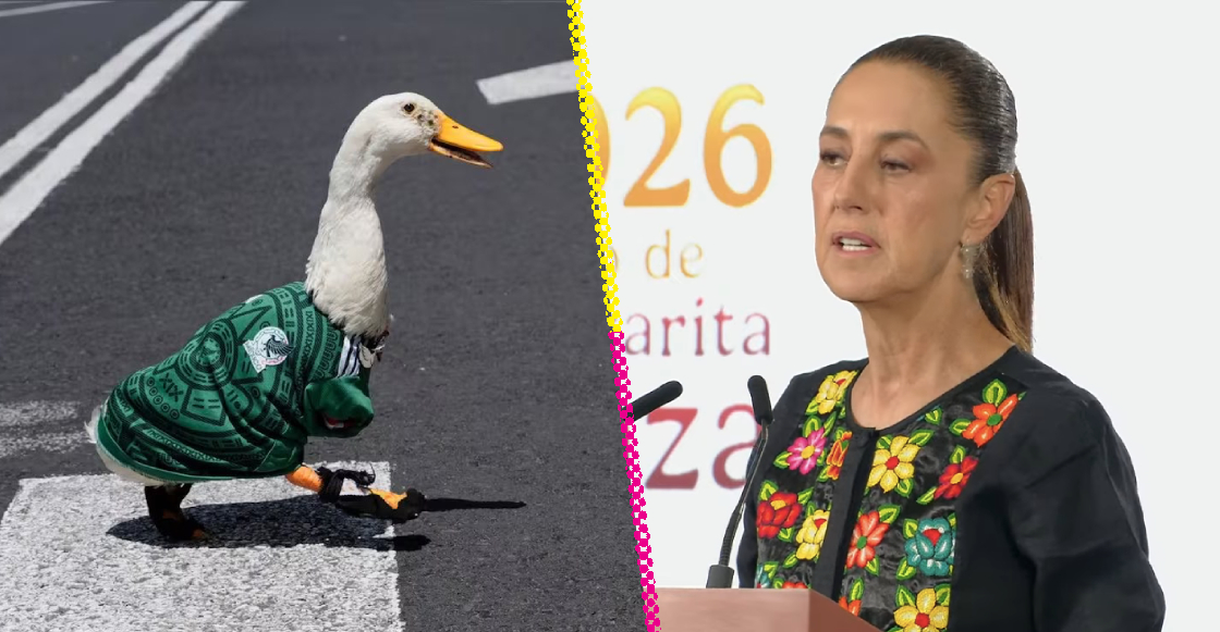 sheinbaum-invitara-pato-merlin-mananera-antes-que-maestros-familias-buscadoras-destacada