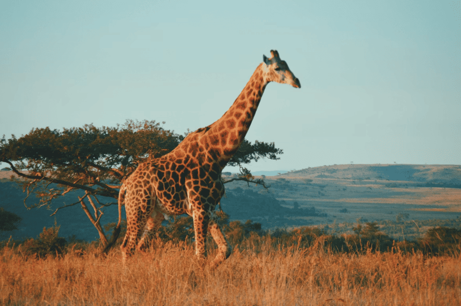 La historia de Sudáfrica 