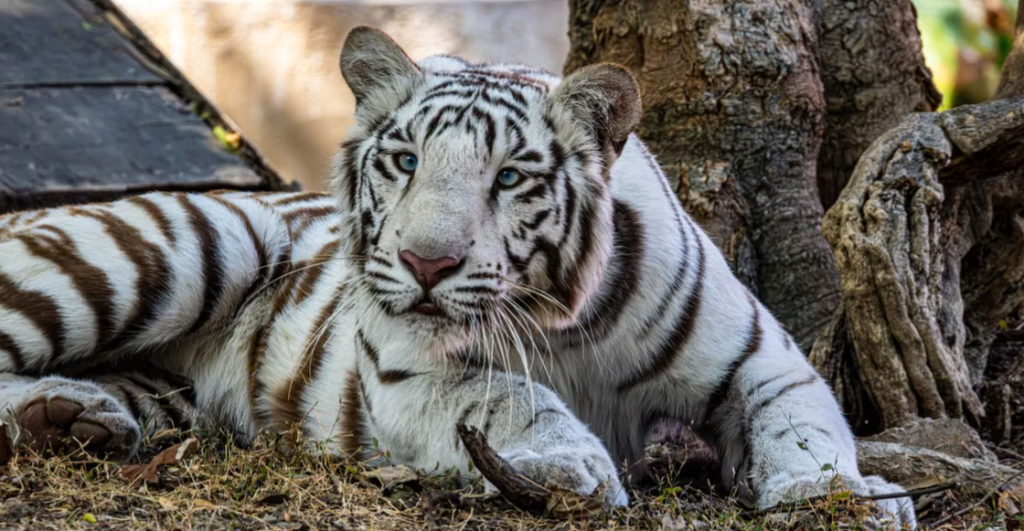 Ya nomás faltaba eso: Localizan a tigre de bengala blanco que se había escapado de un refugio en Tepetlaoxtoc, Edomex