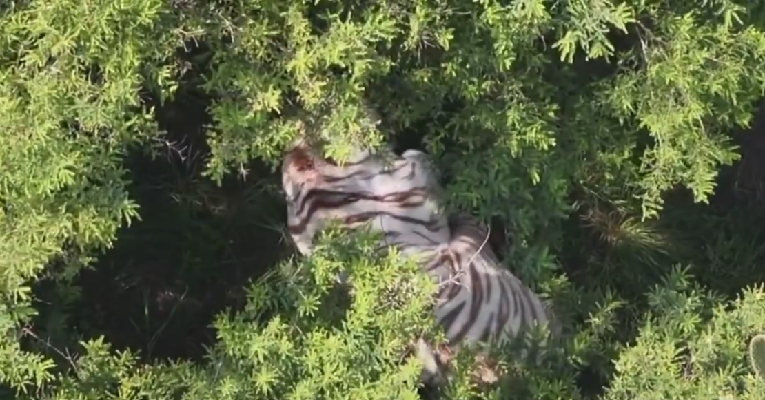Ya nomás faltaba eso: Localizan a tigre de Bengala blanco que se había escapado de un refugio en Tepetlaoxtoc, Edomex