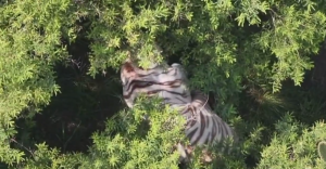 Ya nomás faltaba eso: Localizan a tigre de bengala blanco que se había escapado de un refugio en Tepetlaoxtoc, Edomex