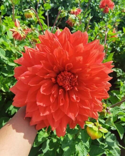 De Tlaxcala para el mundo: Así es el monumental Jardín de las Dalias