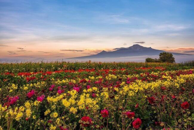 De Tlaxcala para el mundo: Así es el monumental Jardín de las Dalias