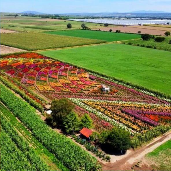 De Tlaxcala para el mundo: Así es el monumental Jardín de las Dalias