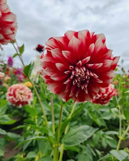 De Tlaxcala para el mundo: Así es el monumental Jardín de las Dalias