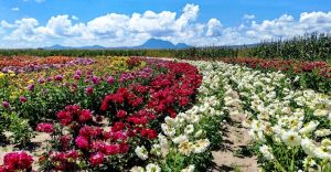 De Tlaxcala para el mundo: Así es el monumental Jardín de las Dalias