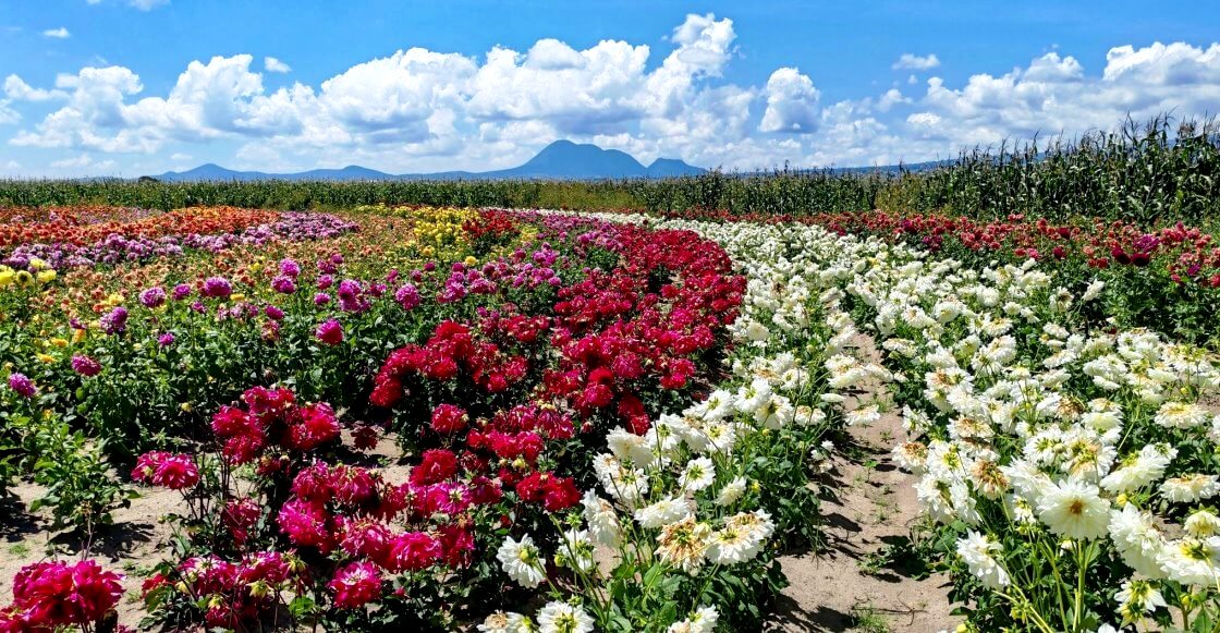 De Tlaxcala para el mundo: Así es el monumental Jardín de las Dalias