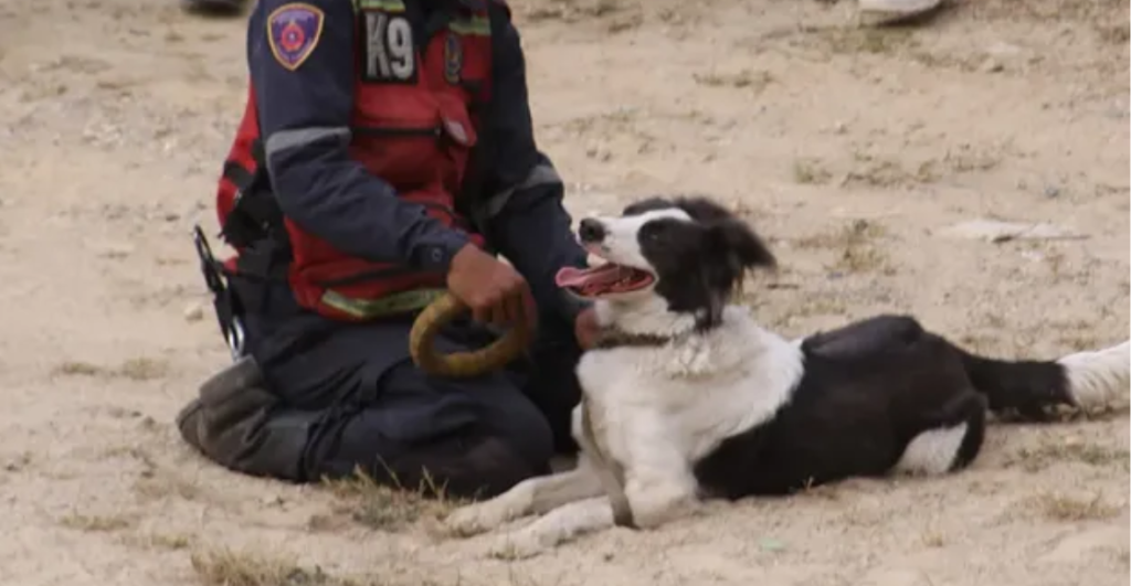 De sobreviviente al abandono a héroe: la historia de 'Tsunami', el perro rescatista que conmueve a Venezuela