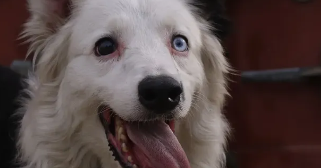 De sobreviviente al abandono a héroe: la historia de ‘Tsunami’, el perro rescatista que conmueve a Venezuela