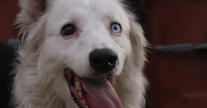 De sobreviviente al abandono a héroe: la historia de 'Tsunami', el perro rescatista que conmueve a Venezuela