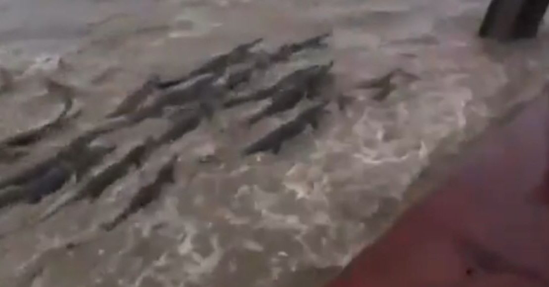 ¿Cocodrilos en las calles? Esto pasó tras las inundaciones en India