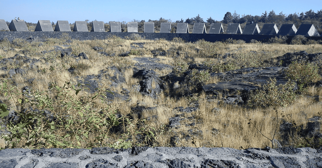 Escapadas Verdes presenta: El bosque secreto dentro de la UNAM