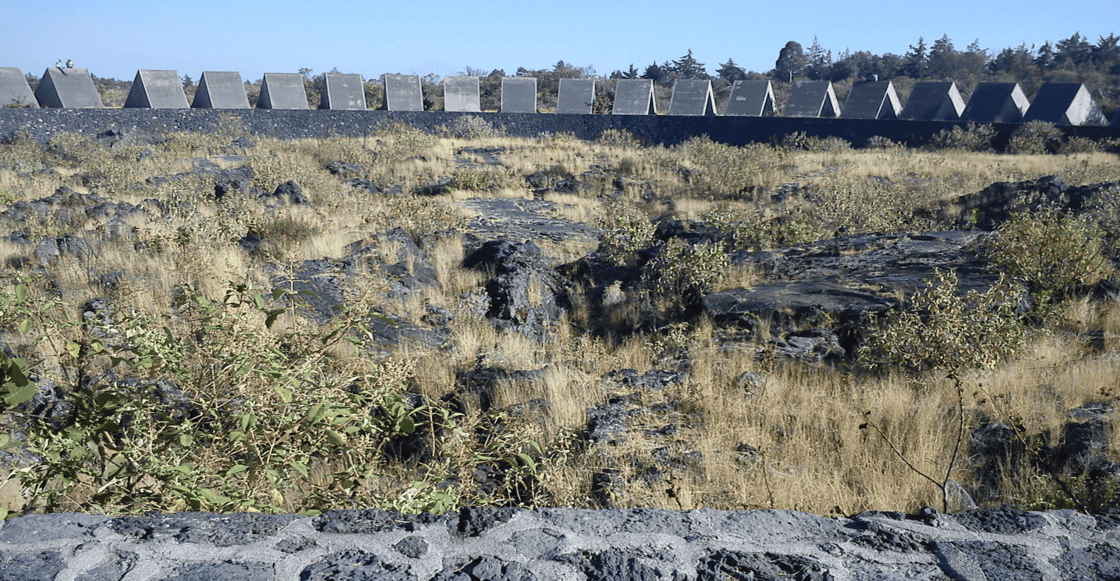 El bosque secreto dentro de la UNAM