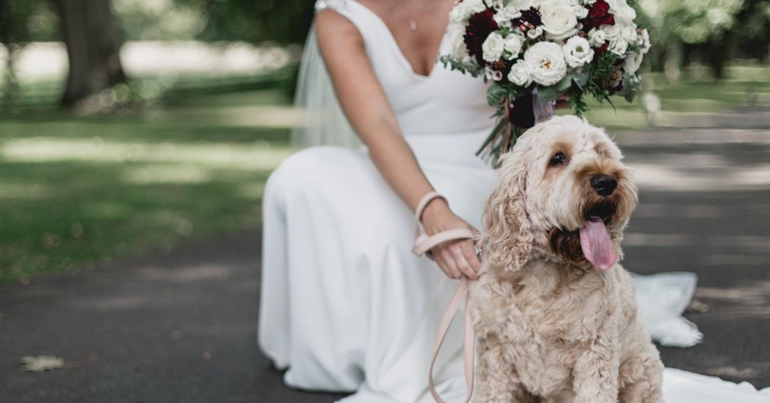 ¿Te imaginas que tu perro o gato fuera testigo de tu boda? Pues ya es posible