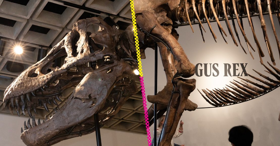 Un enorme T-Rex será subastado y ya preocupa a la comunidad científica
