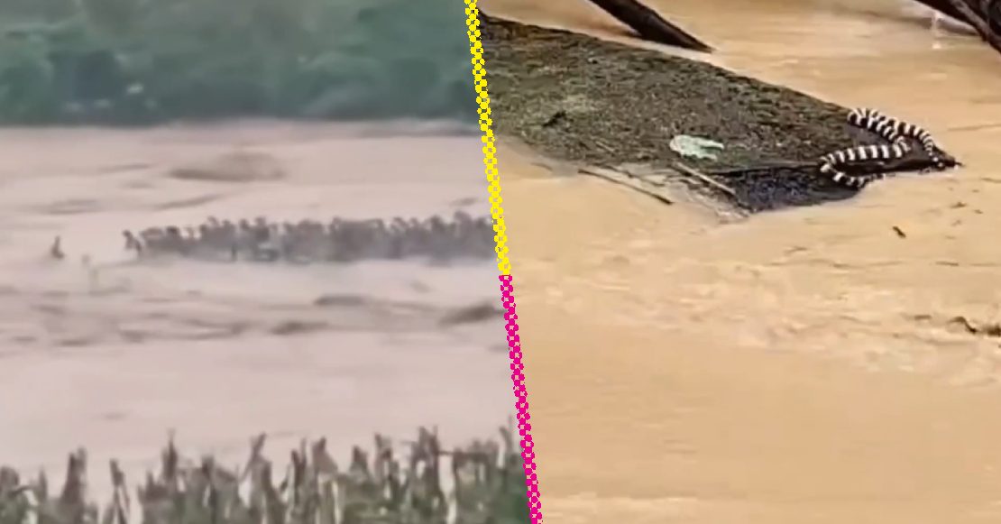 Fuertes lluvias provocan fuga de cientos de serpientes y emiten alerta en China