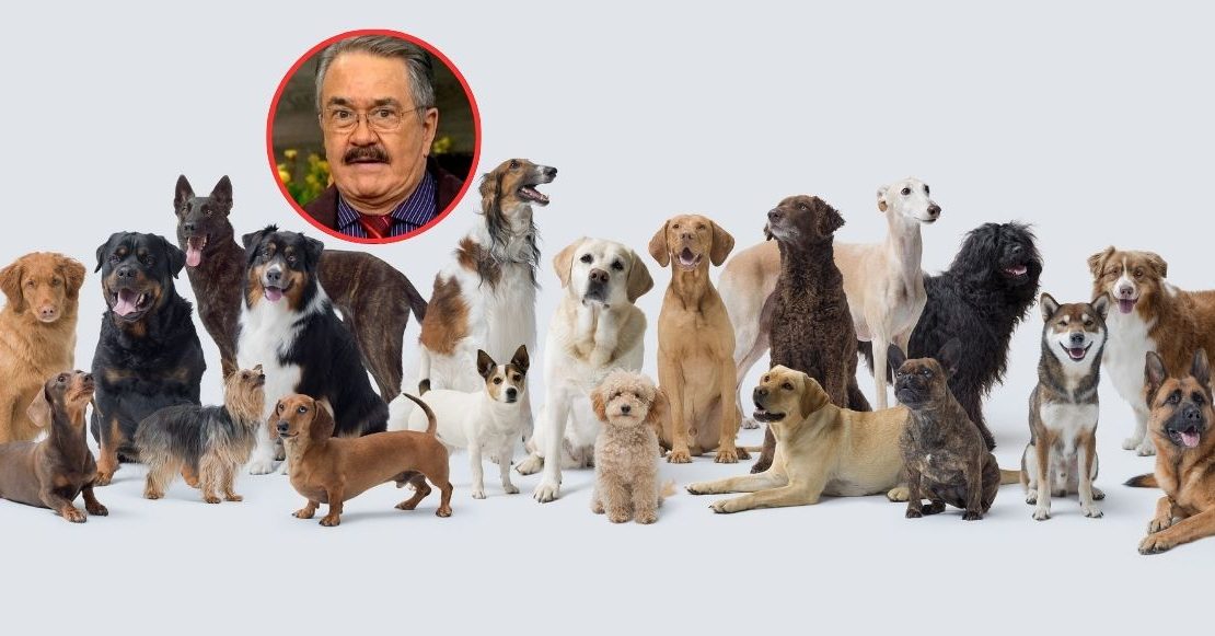 Es un delito envenenar perros (para que alguien le avise a Pedro Sola)
