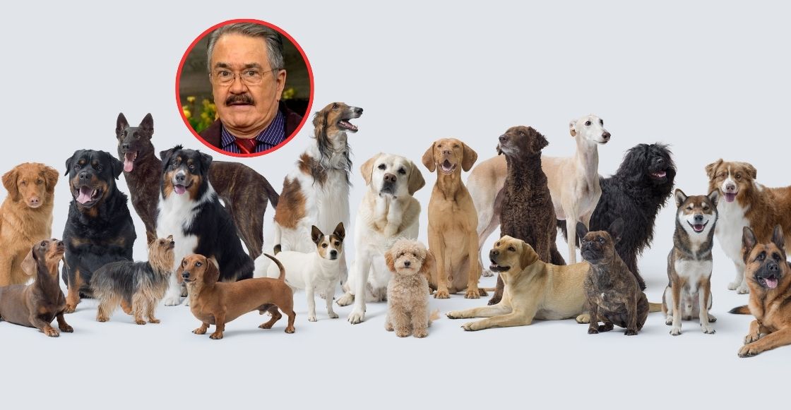 Es un delito envenenar perros (para que alguien le avise a Pedro Sola)