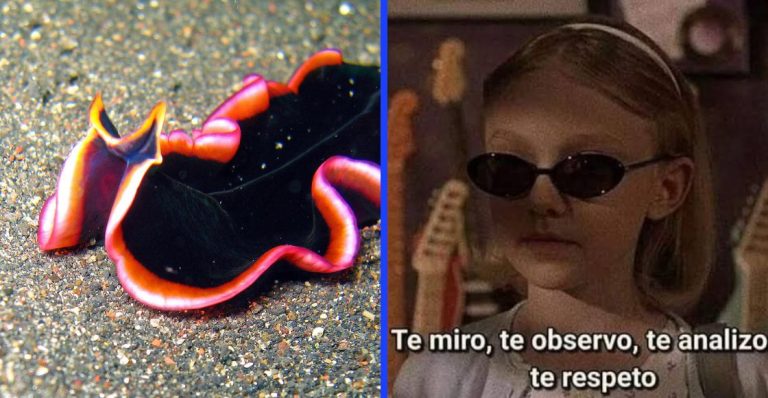 La vida sexual más intensa es de un gusano plano (sin ironía en el asunto)