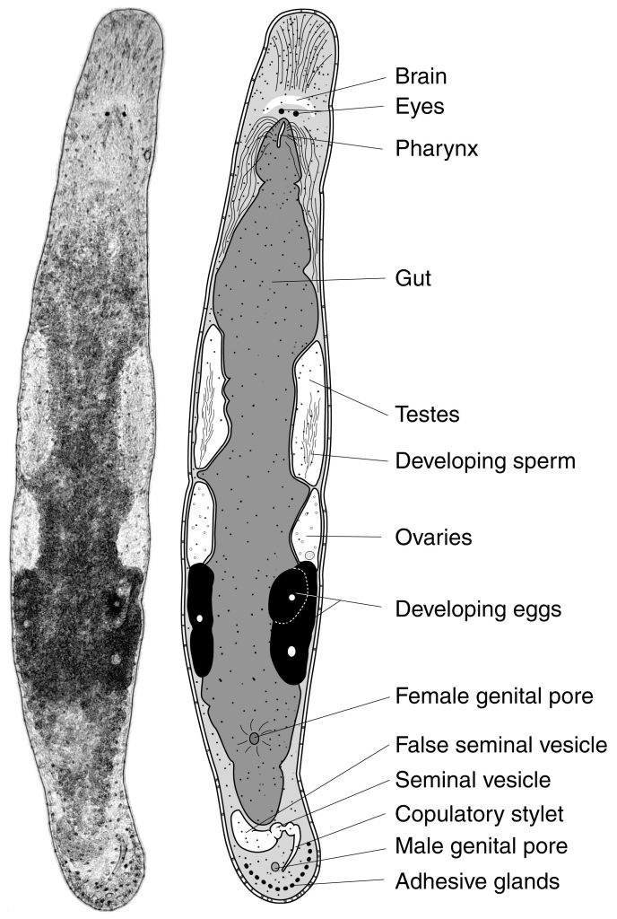 Anatomía de un Macrostomum lignano