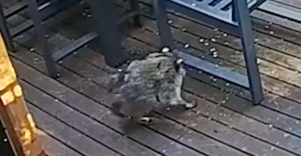 Jimothy fue visto en Seattle