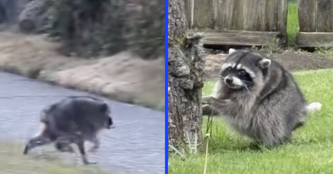 Jimothy, el mapache redondo: ¿Cuál podría ser el síndrome que lo hizo viral?