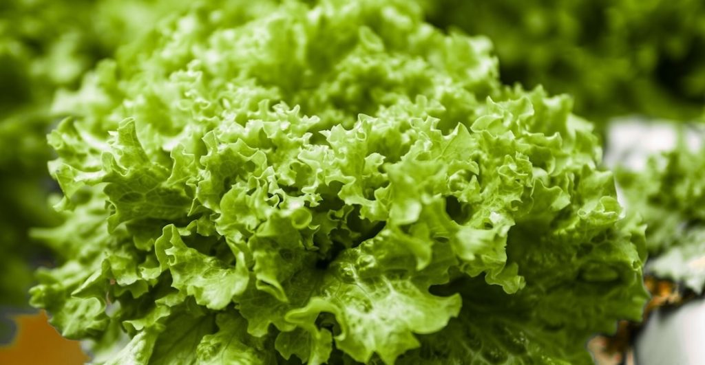 COFEPRIS descarta cyclospora en lechugas de Taylor Farms en México