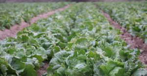 COFEPRIS descarta cyclospora en lechugas de Taylor Farms en México