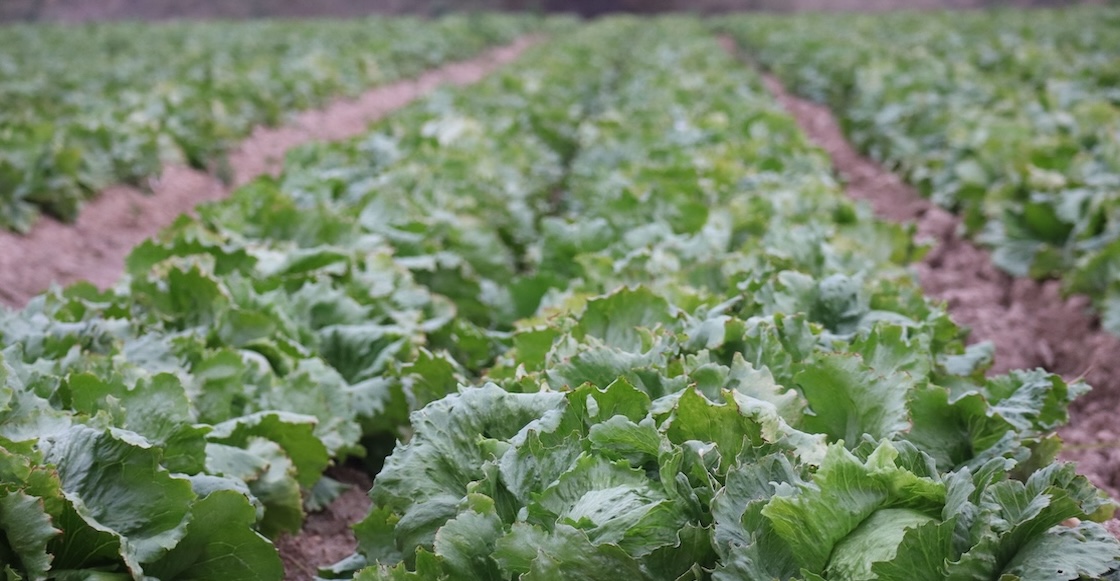 COFEPRIS descarta cyclospora en lechugas de Taylor Farms en México