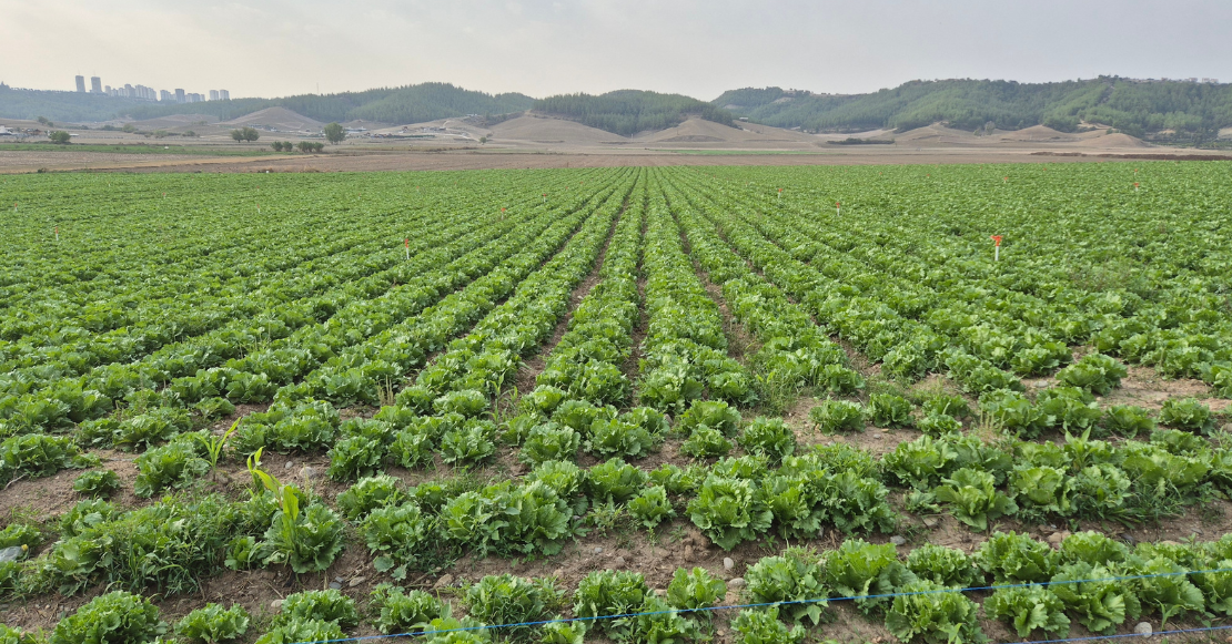 México ya investiga brote de ciclosporiasis en EU vinculada a lechuga iceberg