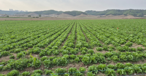 México ya investiga brote de ciclosporiasis en EU vinculada a lechuga iceberg