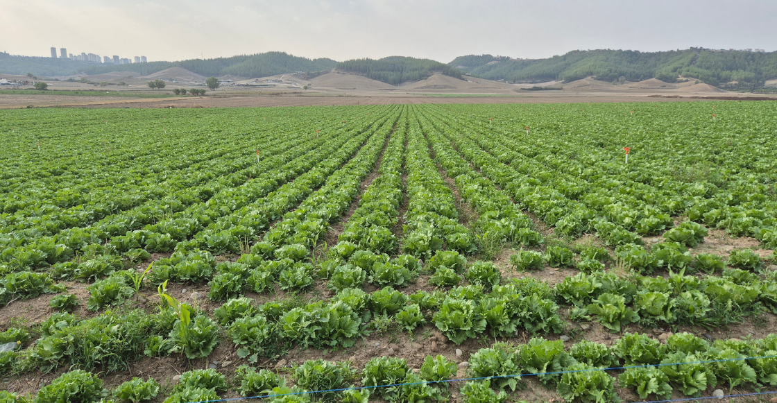 México ya investiga brote de ciclosporiasis en EU vinculada a lechuga iceberg