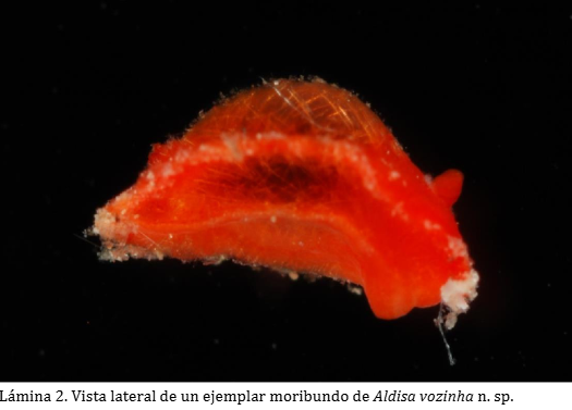 Nombran a una nueva especie de molusco en honor a Vozinha