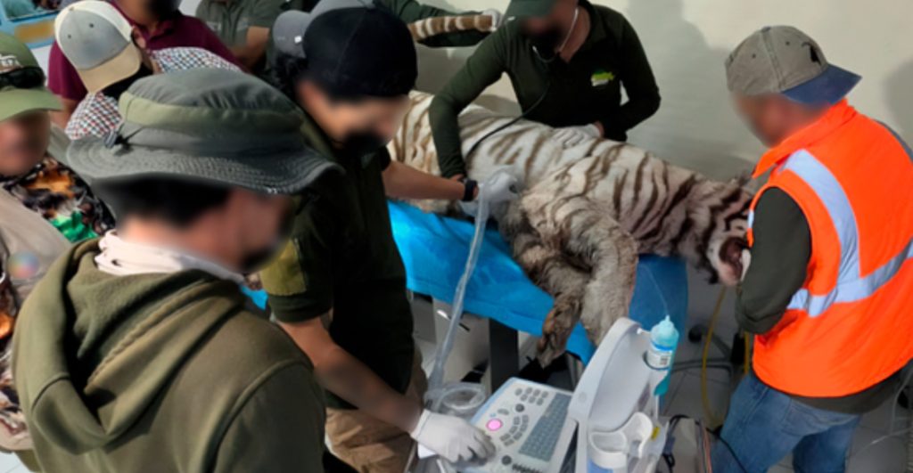 muere-kenzo-tigre-bengala-blanco-escapo-refugio-edomex-1