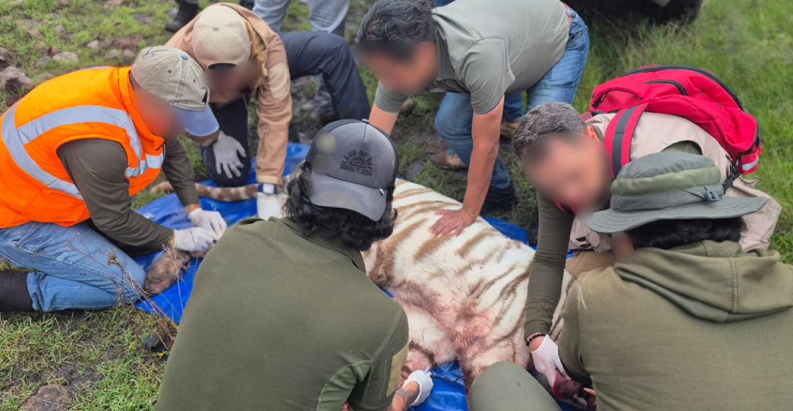 muere-kenzo-tigre-bengala-blanco-escapo-refugio-edomex
