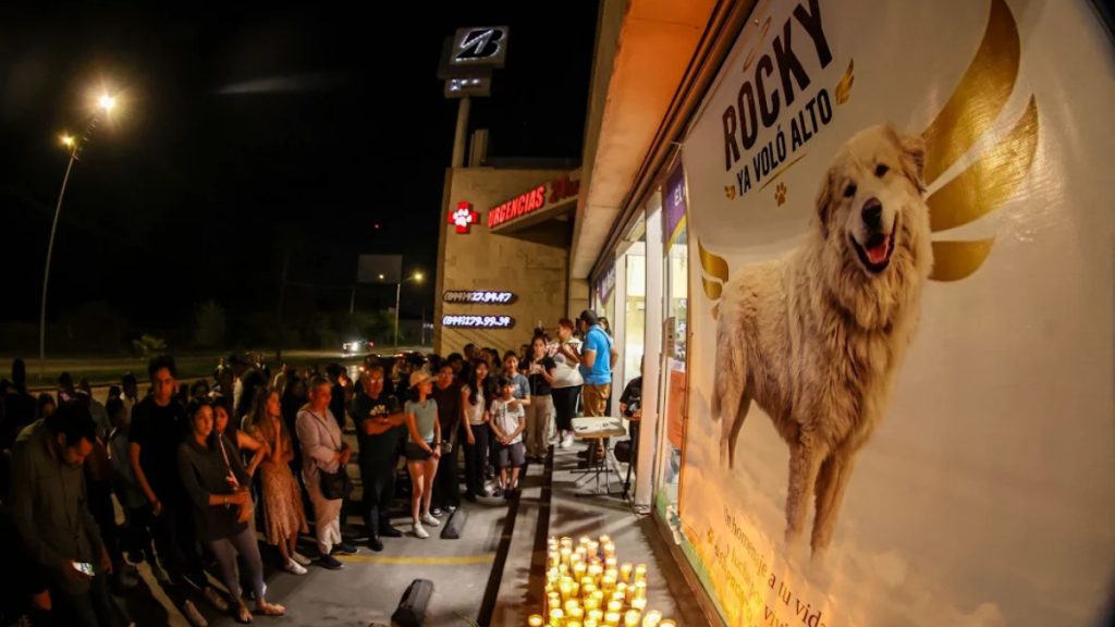 muere-rocky-perro-arrastrado-atropellado-por-su-duena-saltillo