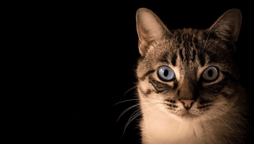 Así será el Museo del Gato