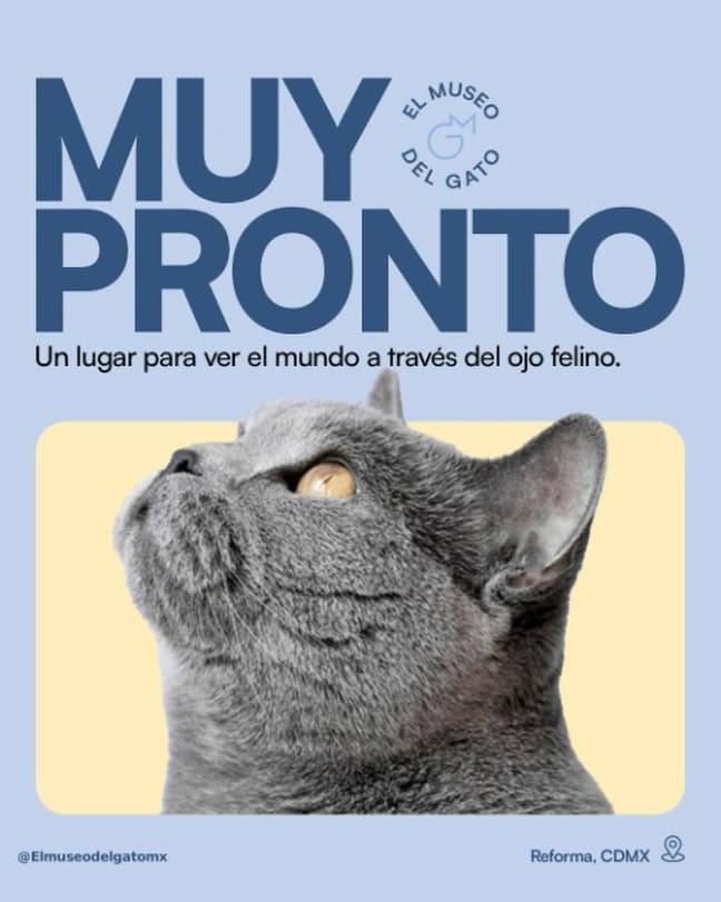Así será el Museo del Gato