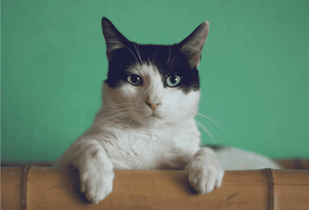 Así será el Museo del Gato