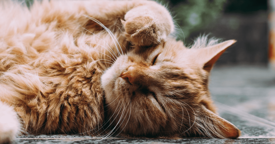 Noticias súper tiernas presenta: Abrirá el Museo del Gato en la CDMX