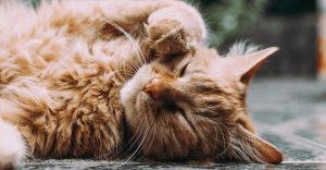 Así será el Museo del Gato