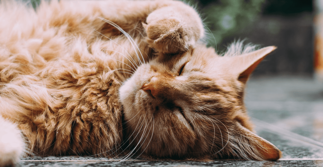 Así será el Museo del Gato