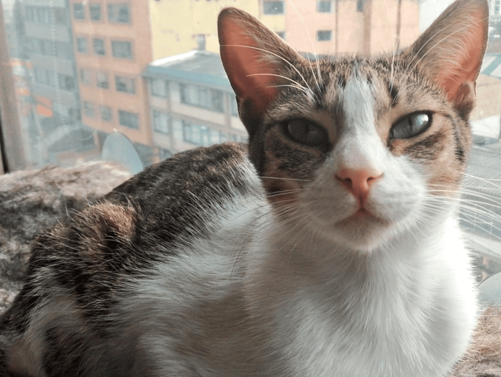 Así será el Museo del Gato