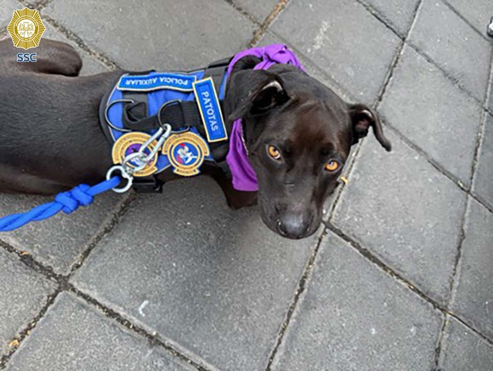 "Patotas": Conoce a la nueva mascota de la Policía Auxiliar