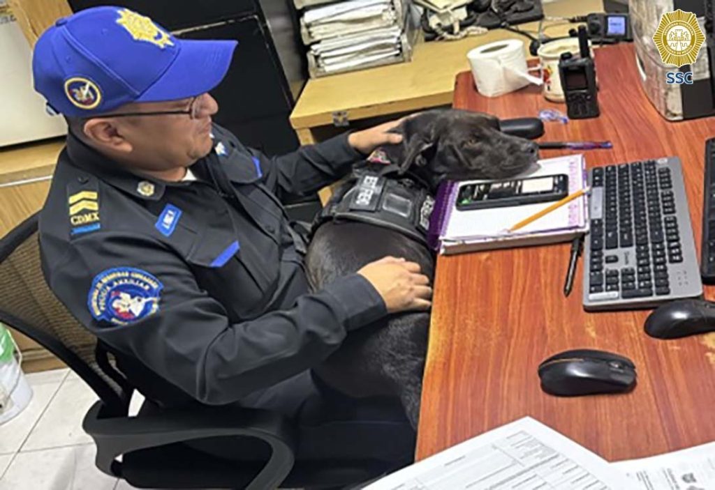 "Patotas": Conoce a la nueva mascota de la Policía Auxiliar