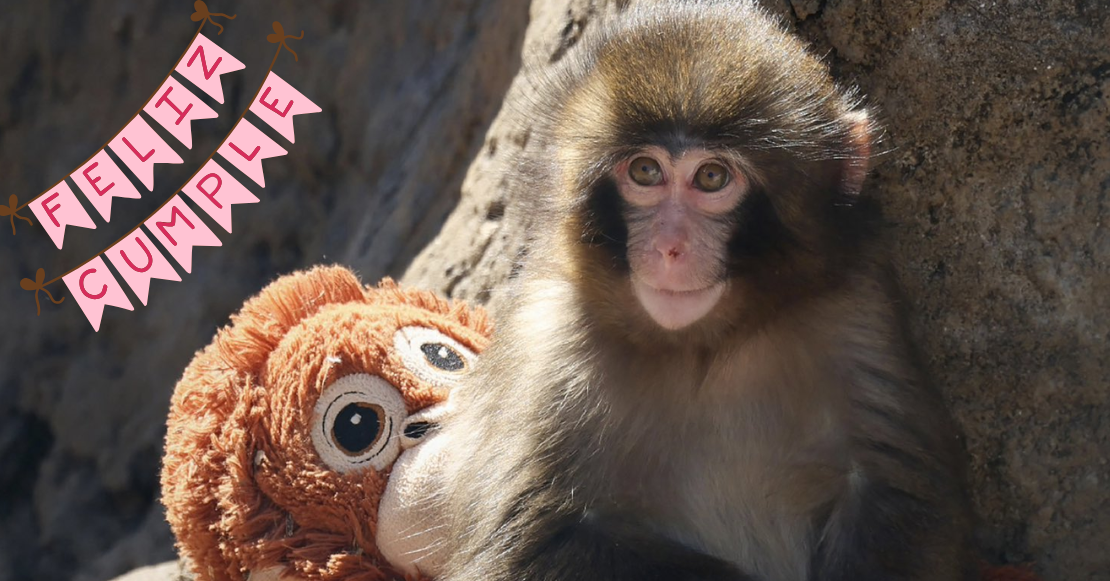 ¡Feliz cumpleaños, Punch! El macaco más famoso celebra su primer año de vida