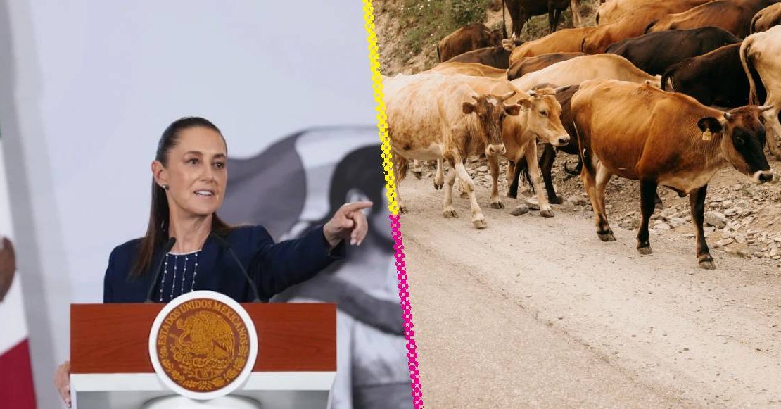 Se reanuda la exportación de ganado entre México y Estados Unidos