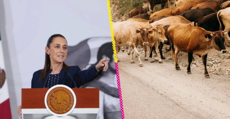 Se reanuda la exportación de ganado entre México y Estados Unidos