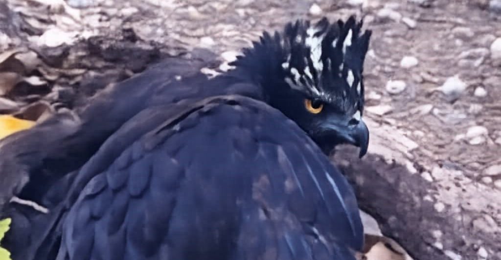 registran-primera-vez-preencia-aguila-tirana-reserva-biosfera-sierra-gorda-1